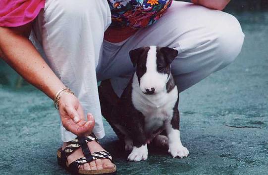 Kay (Urukonda First Creation) als pup