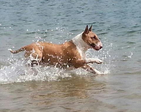 sara de echte waterbull